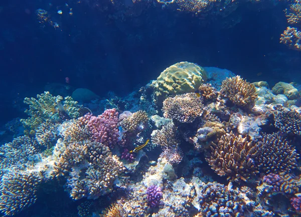 Recifes de Corais Tropicais — Fotografia de Stock