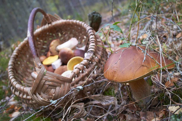 Пищевые лесные грибы — стоковое фото