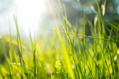 Yeşil Çimen Arkaplanı 