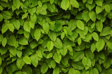 yeşil yapraklar arkaplan