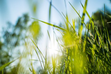 Yeşil Çimen Arkaplanı 