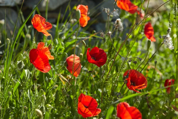 Flores de papoula no campo — Fotografia de Stock