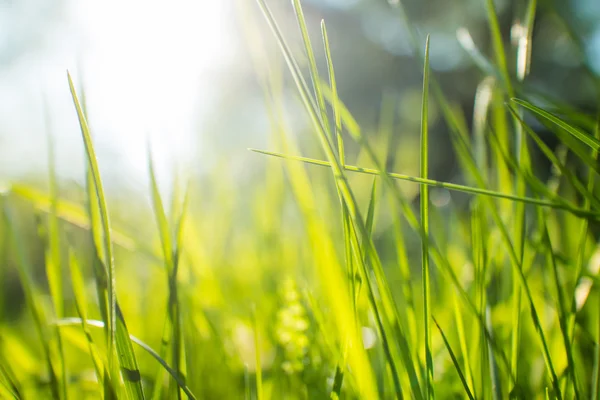 Green grass background — Stock Photo, Image