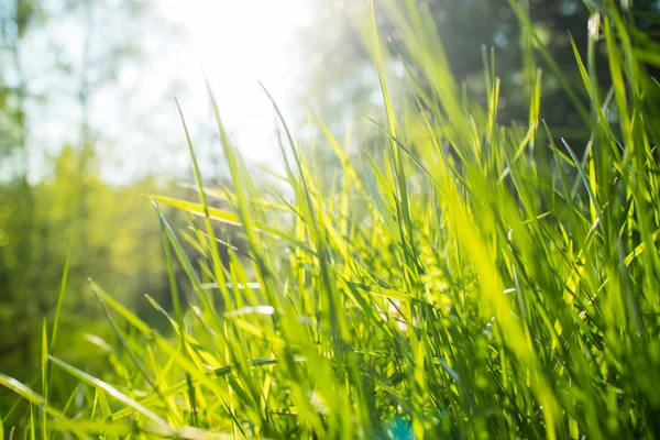 Green grass background — Stock Photo, Image