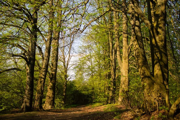 Bomen in park voorjaarsbijeenkomst — Stockfoto