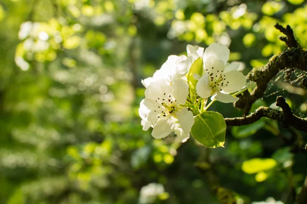 Blommande våren träd — Stockfoto