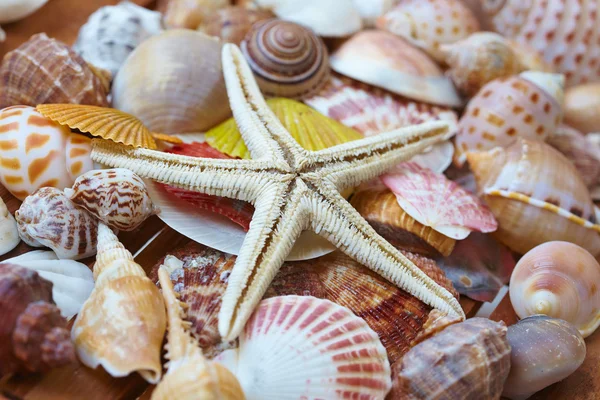 Coquilles de mer variété — Photo