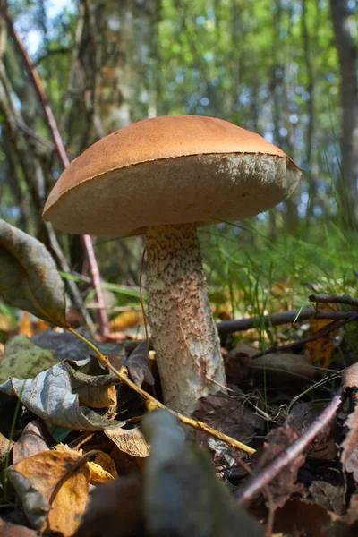 Ripe mushroom in forest — Stock Photo, Image