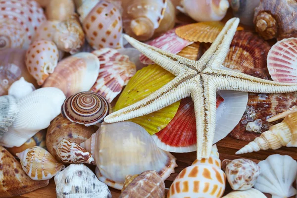 Mořské mušle odrůda — Stock fotografie