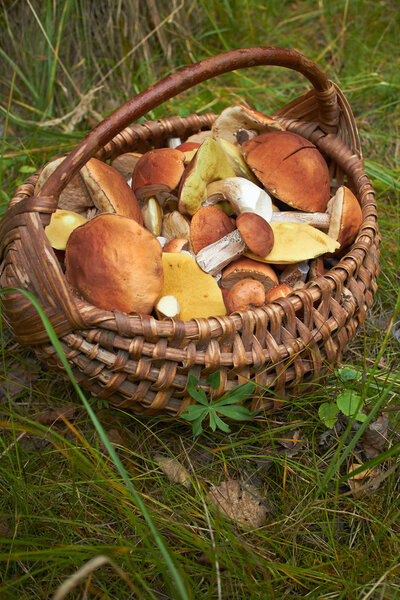 ripe autumn mushrooms