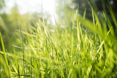 Yeşil Çimen Arkaplanı