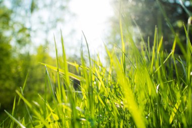 Yeşil Çimen Arkaplanı