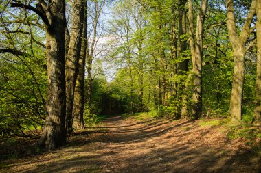 Bahar Parkı ağaçlar