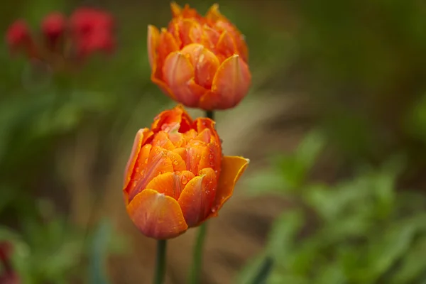Tulipanes florecientes flores —  Fotos de Stock