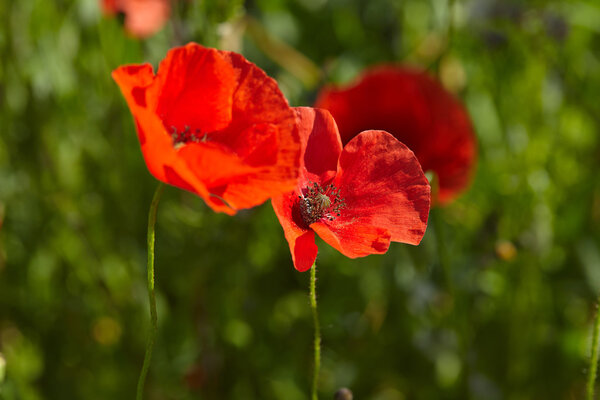 blooming red poppies