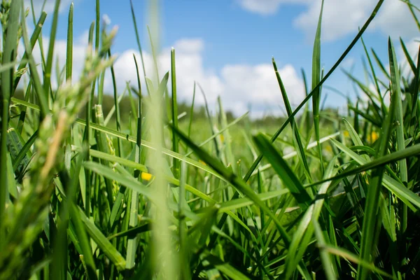 Campo Primavera Verde Sobre Fondo Cielo Azul —  Fotos de Stock