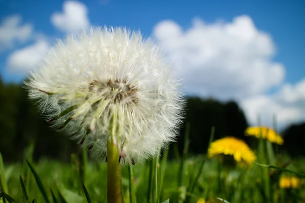 Blooming dandalion flower — Stock Photo, Image