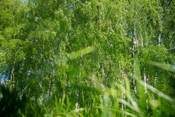 晴れた日に森付近緑春の野 — ストック写真