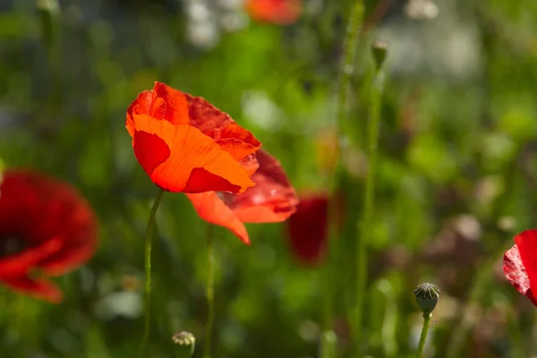 Blooming Poppies Summer Field Sunny Day — Stock Photo, Image