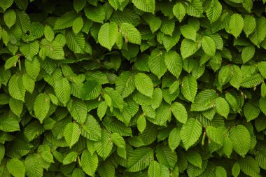 Yaz parlak yeşil yaprakları arka plan