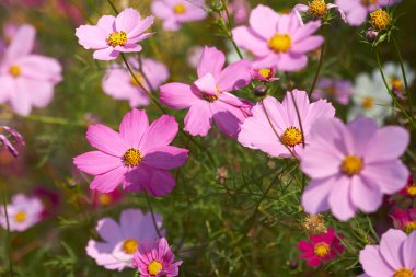 Bahar çiçek çiçeklenme