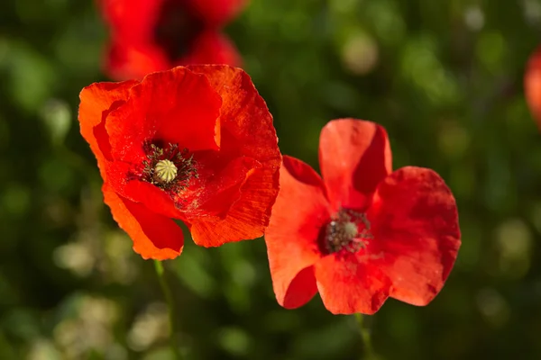 Klaprozen in de zomer veld — Stockfoto