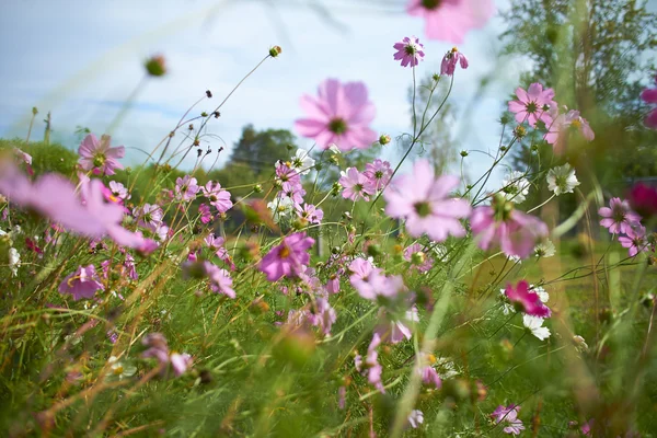 フィールドに咲く Cosmea 春の花のクローズ アップ — ストック写真