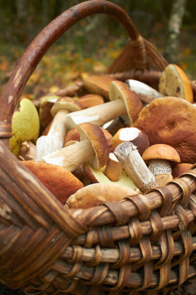 ripe autumn mushrooms