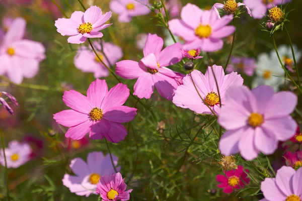 Blooming spring flowers — Stock Photo, Image