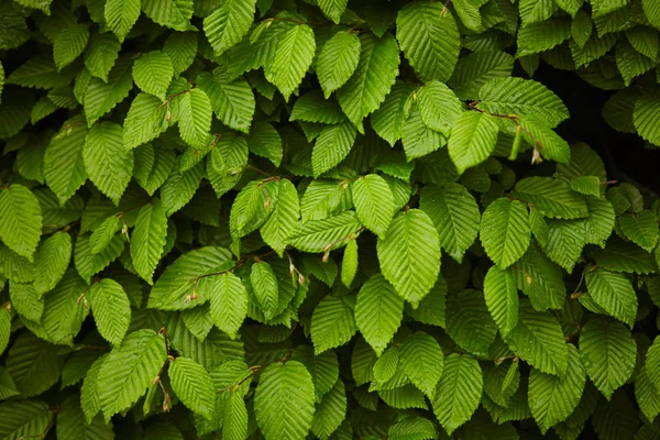 Vihreät lehdet tausta — kuvapankkivalokuva