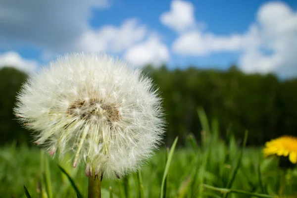 Blooming fluffy dandelion — Stock Photo, Image