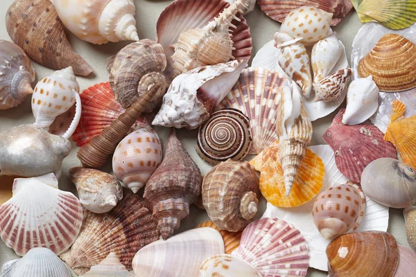 Sea shells variety — Stock Photo, Image