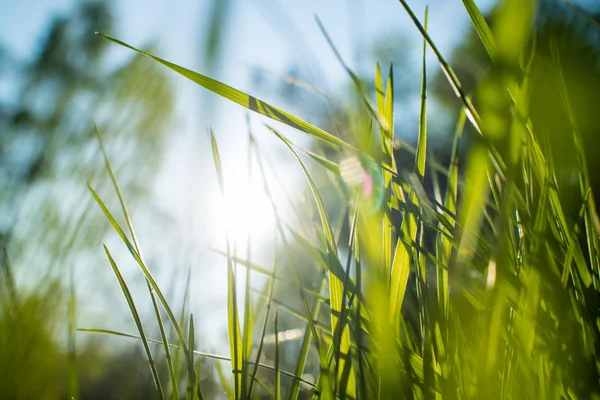 Campo Primavera Hierba Con Cielo Azul Fondo —  Fotos de Stock