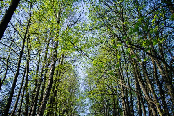Jarní Zelené Stromy Parku Pozadí Modré Oblohy — Stock fotografie