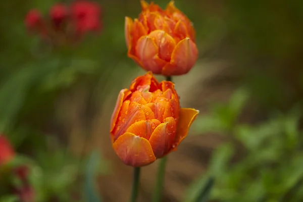 Tulipanes florecientes flores — Foto de Stock