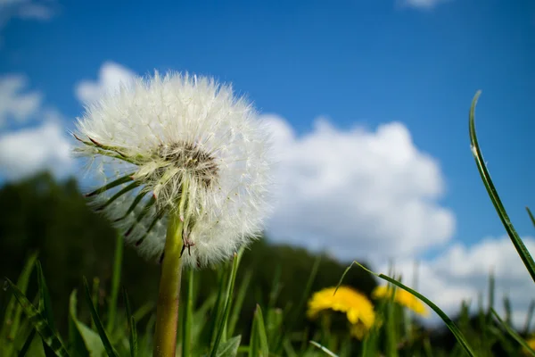 Blooming fluffy dandelion — Stock Photo, Image