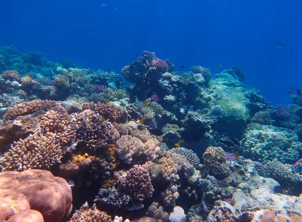 Aquatic coral reef — Stock Photo, Image