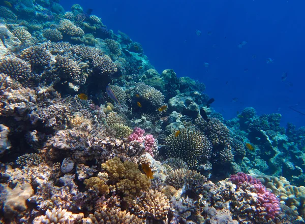 Recifes de coral aquático — Fotografia de Stock