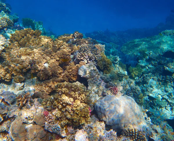 Aquatic coral reef — Stock Photo, Image