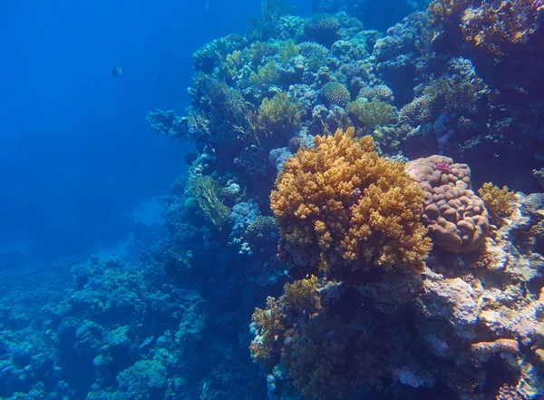 Recifes de coral aquático — Fotografia de Stock
