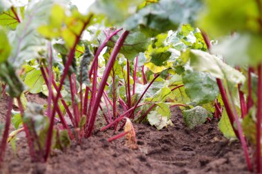 taze beetroots bahçede büyüyen yakın çekim