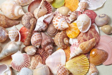 güzel güzel kabukları