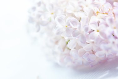 Güzel beyaz leylak çiçekleri arka plan