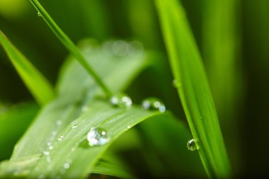 yeşil çim yapraklarda su damlaları