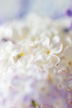 Güzel beyaz leylak çiçekleri arka plan