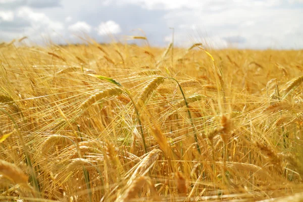 Yellow wheat field — Stock Photo, Image