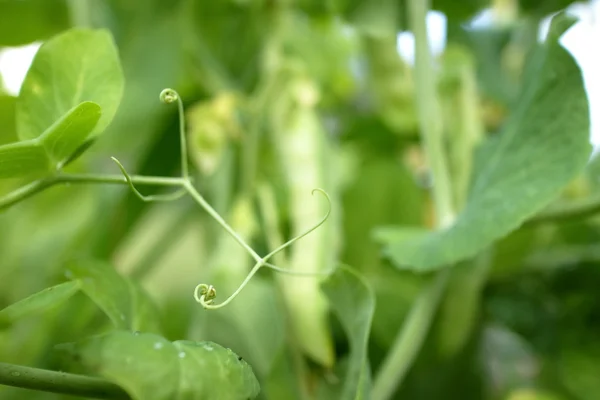 Garden Pea Beans Growing Garden Close — Stock Photo, Image