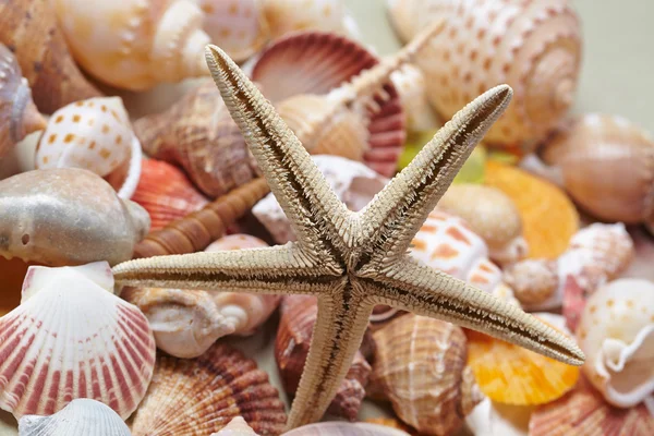 Beautiful nice shells — Stock Photo, Image