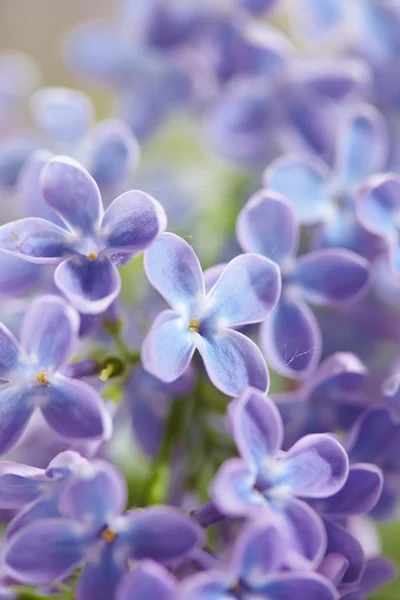 Beautiful Purple Lilac Flowers Background — Stock Photo, Image