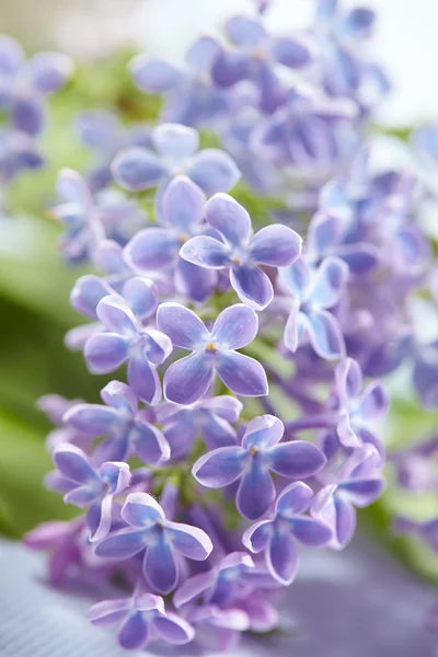 Belo Lilás Roxo Flores Fundo — Fotografia de Stock